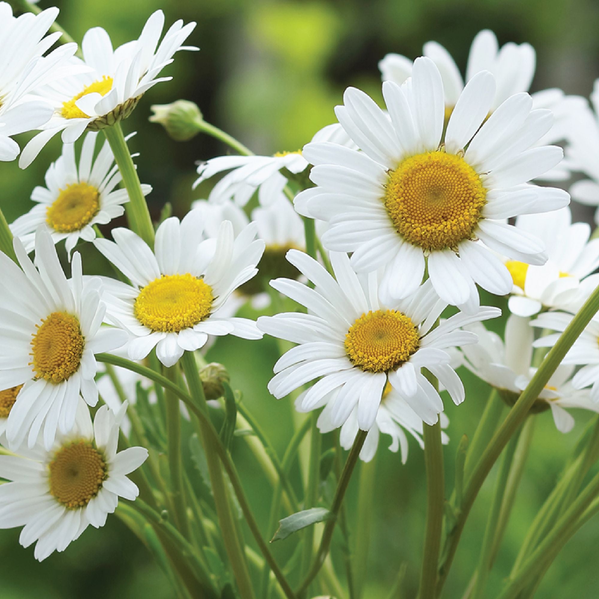 Shasta Daisy Seeds fully grown, matured and blooming their gorgeous white petals with buttery yellow center.